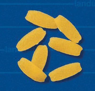 Gnocchetti 1004